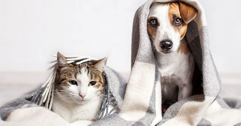 Keeping Pets Safe as Temperatures Drop