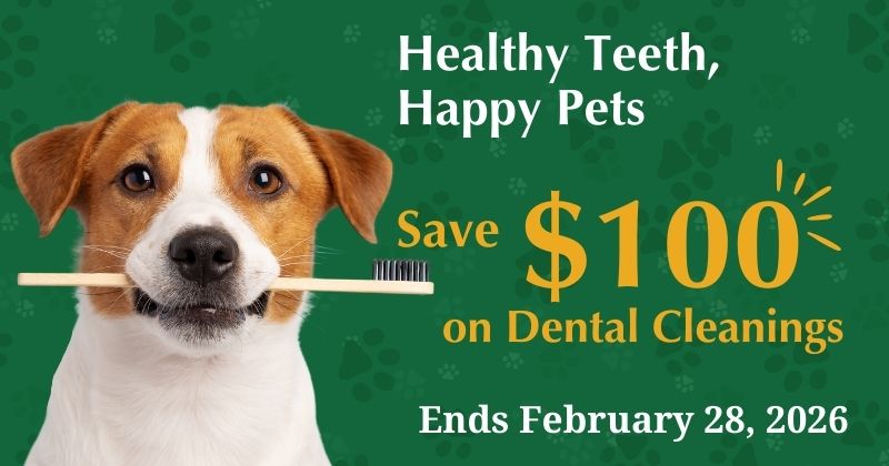 Dental Savings