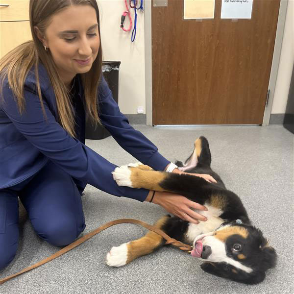 Ingalls Pet Wellness Clinic - Puppy Vet