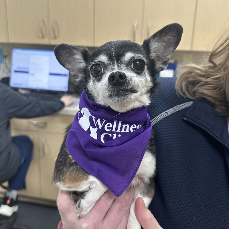 Noblesville Pet Wellness Clinic - Puppy Vet