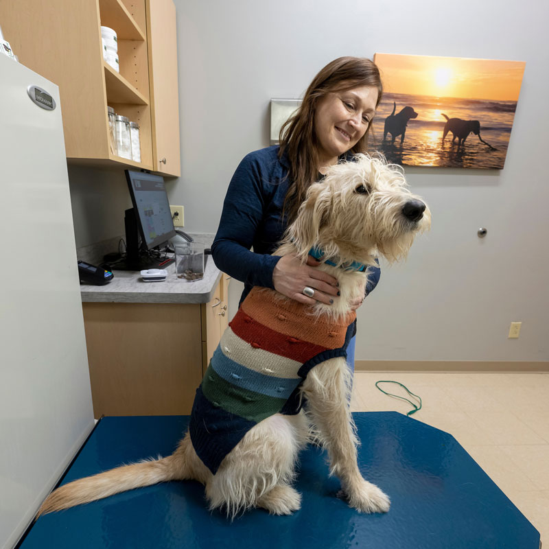 Noblesville Pet Wellness Clinic - Dog Veterinarian