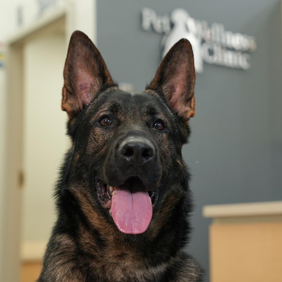 Noblesville Pet Wellness Clinic - Dog Veterinarian