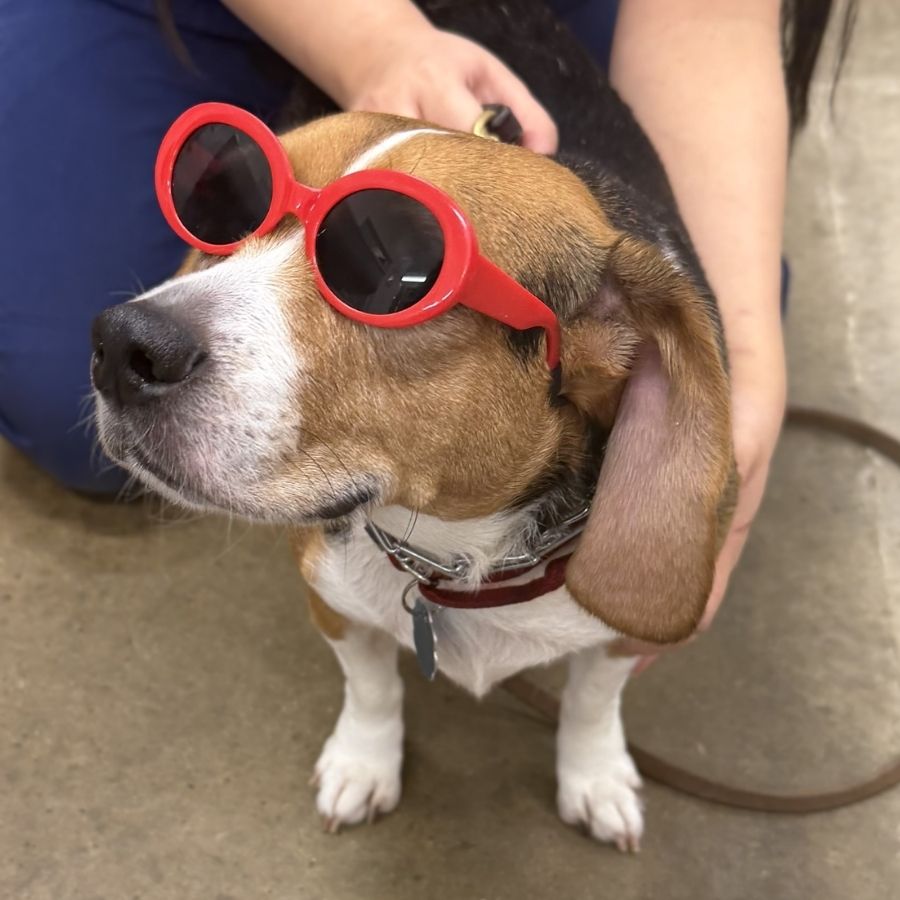Avalon Pet Wellness Clinic - Dog Vet Care