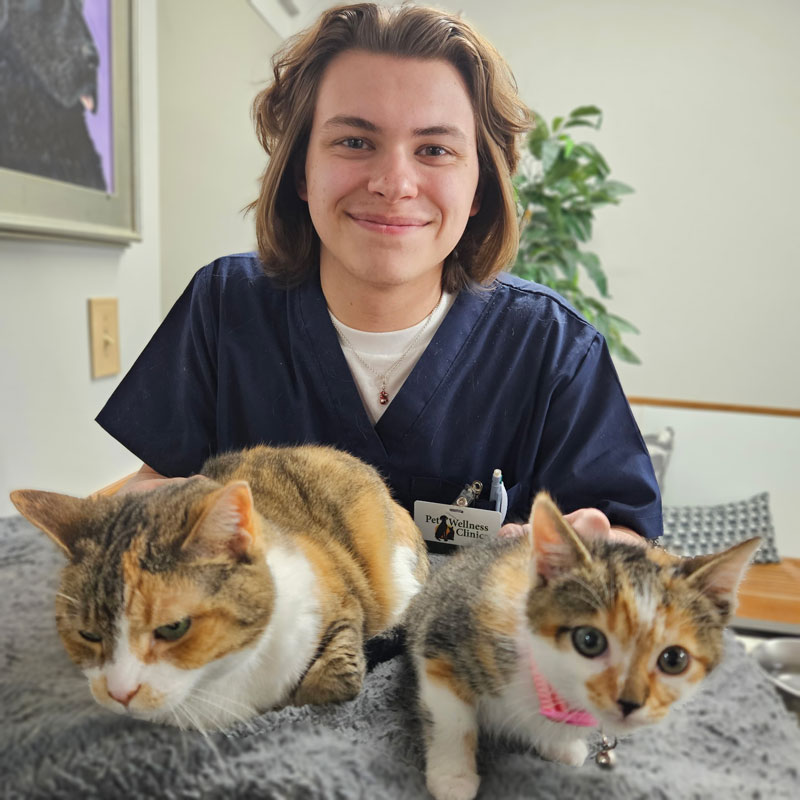 Avalon Pet Wellness Clinic - Dog Care