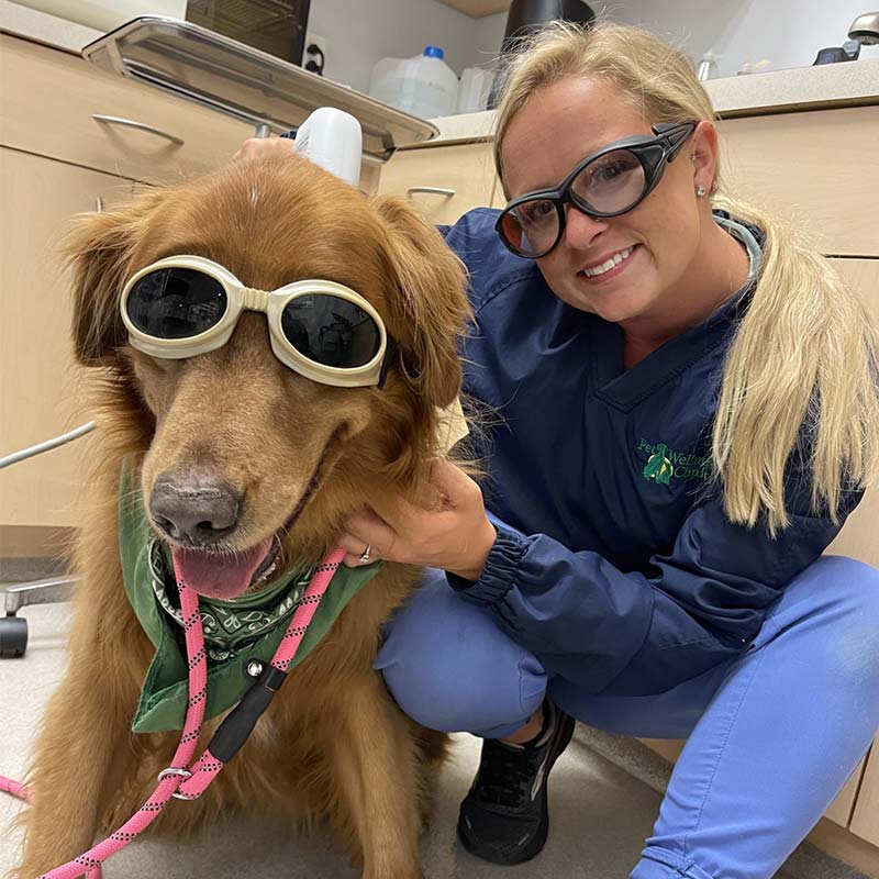 Zionsville Pet Wellness Clinic - Pet Laser Therapy