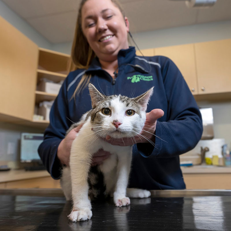 Binford Pet Wellness Clinic - Cat Vet Services