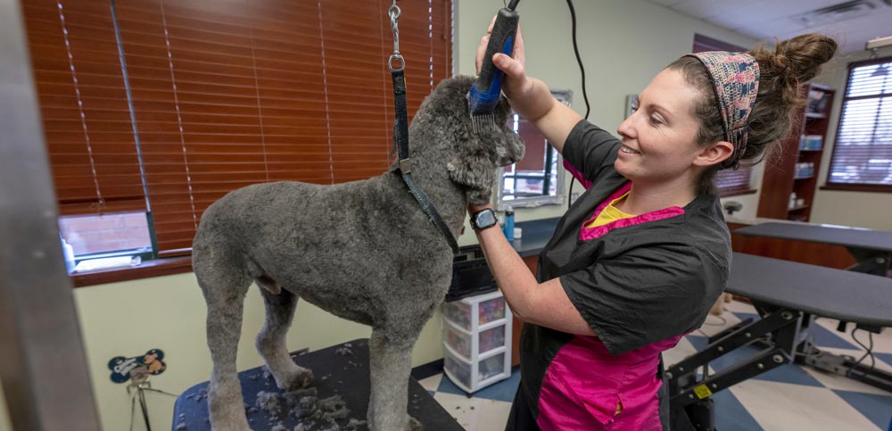 Bridgeview Pet Wellness Clinic - Grooming Services