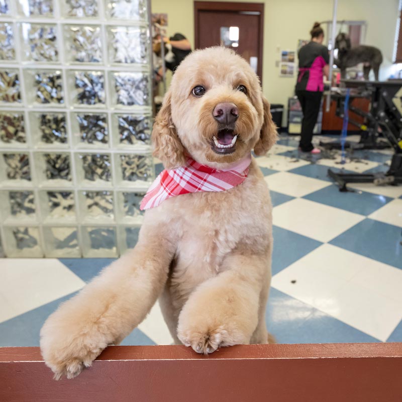 Bridgeview Pet Wellness Clinic - Grooming Services