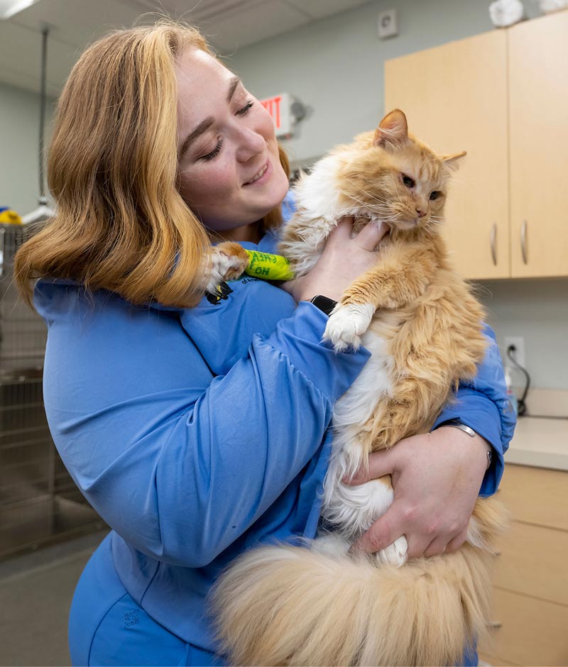 Broad Ripple Veterinarian