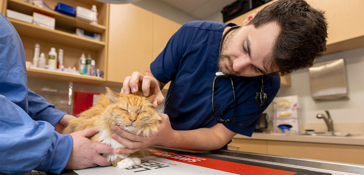 Broad Ripple Pet Wellness Clinic - Cat Vet Services