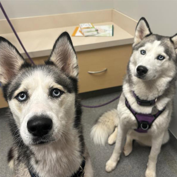 Broad Ripple Pet Wellness Clinic