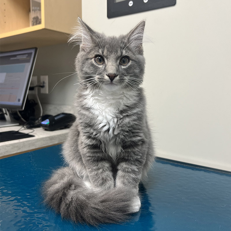 Brownsburg Pet Wellness Clinic - Cat Care