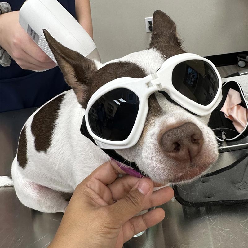 Brownsburg Pet Wellness Clinic - Laser Therapy for Pets