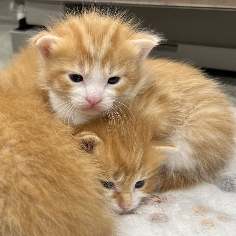 Carmel Pet Wellness Clinic - Kitten Vet